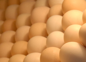 Huevos de pita pinta en la incubadora